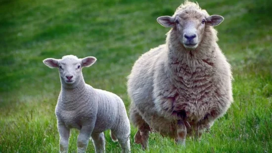 Екскурзия до Тетевен, Гложенски манастир, Събора на овцевъдите