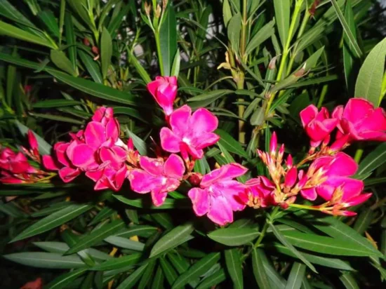 Екскурзия за Еньовден - празника на лековитите билки