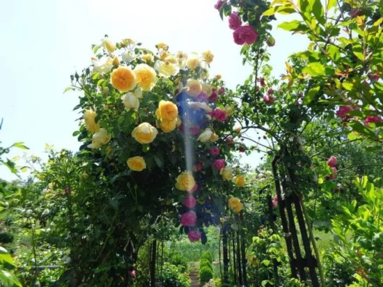 Екскурзия за Еньовден - празника на лековитите билки