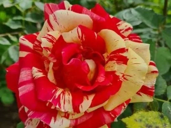 Екскурзия за Еньовден - празника на лековитите билки