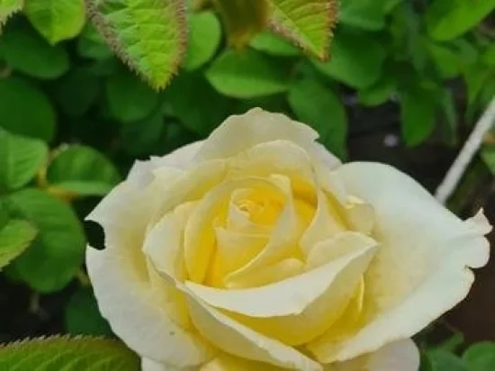 Екскурзия за Еньовден - празника на лековитите билки