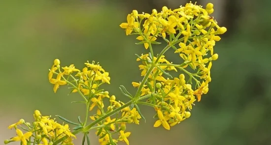 Екскурзия за Еньовден - празника на лековитите билки